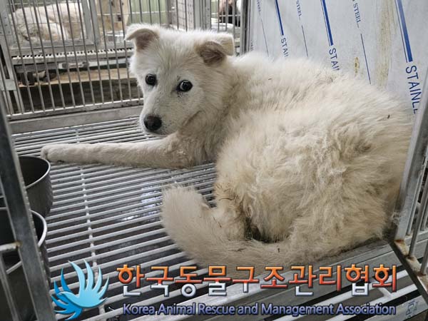 한국동물구조관리협회_441406202401144